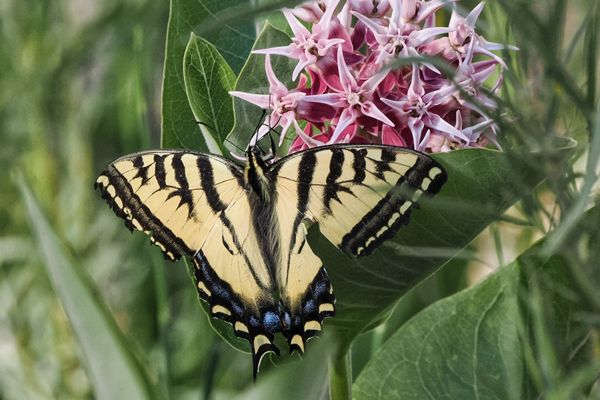 Two-tailed Swallowtail